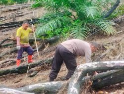Kelompok Tani Ayo Maju Laksanakan Tanam Jagung Periode Juni 2025 di Desa Rabak, Dukung Program 1 Juta Hektar untuk Ketahanan Pangan Nasional