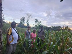 Bintara Pengerak Ketahanan Pangan Desa Padang Pio Cek Progres Tanaman Jagung