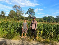 0,7 Ha Lahan Jagung Di Dusun Padang Pio KWT Karumi Mandiri