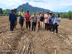 Polsek Mempawah Hulu Kembali Melaksanakan Penanaman di Lokasi Demplot Jagung Rajawali Polres Landak