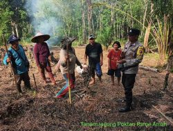 Poktan Rame Amah Tanam Jagung di Lahan ±1 Ha, Dukung Program Nasional 1 Juta Hektar