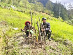 Menebar Harapan Untuk Masa Depan Hijau Papua, Satgas TNI Tanam Pohon Kelapa bersama Warga Wuloni