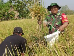 Babinsa Nogosari Dampingi Kegiatan Ubinan untuk Prediksi Hasil Panen Padi
