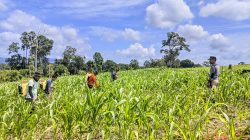 Kapolsek Menyuke Beserta Anggota Bersihkan Lahan Tanam Jagung