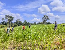 Kapolsek Menyuke Beserta Anggota Bersihkan Lahan Tanam Jagung