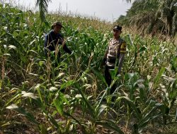 Langkah Nyata Dukung Ketahanan Pangan, Brigadir Hartadi Ade K, Cek Perawatan Tanaman Jagung