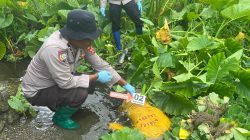 Personel Polsek Leksula Olah TKP dan Evakuasi Mayat Yang Ditemukan Warga