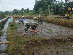 Babinsa Tawangsari Dampingi Petani Tanam Padi Musim Kedua, Dorong Optimalisasi Lahan Dan Ketersediaan Air