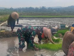 Babinsa Simo Bantu Petani Percepat Masa Tanam Padi di Blagung