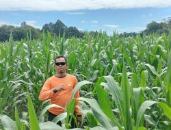 Bintara Penggerak Cek Pertumbuhan Tanaman Jagung Lahan Percontohan Polsek Meranti
