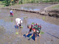 Babinsa Tambakan Dampingi Petani Tanam Padi Musim Kedua Di Lahan Poktan Setia Bakti II