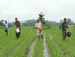 Tingkatkan Produktivitas Panen, Babinsa Desa Pojok Dampingi Petani Lakukan Pemupukan Padi