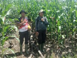 Kapolsek Turun Langsung Cek Pertumbuhan Demplot Polsek Meranti