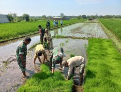 Babinsa Sawit Dampingi Petani Tanam Padi, Dukung Ketahanan Pangan Nasional