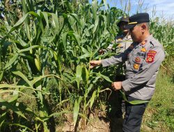 Kapolsek Betung Tinjau Langsung Perkembangan Tanaman Jagung