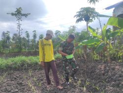 Serda Feri Dampingi Pemupukan Tanaman Jagung, Wujud Nyata Dukung Ketahanan Pangan