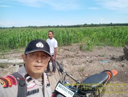 Inilah Bentuk Nyata Dukungan Polsek Sungsang Terhadap Ketahanan Pangan