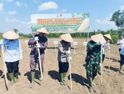 Kolaborasi Kejari dan Polres Mesuji Dukung Swasembada Pangan Lewat Tanam Jagung