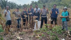 Kapolsek Sebangki Hadiri Panen Jagung Bersama Kelompok Tani Mekar Baru di Desa Agak