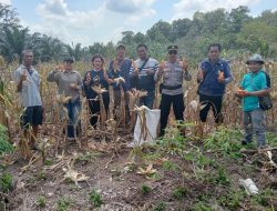 Kapolsek Sebangki Hadiri Panen Jagung Bersama Kelompok Tani Mekar Baru di Desa Agak