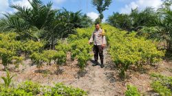 Dukung Ketahanan Pangan, Bhabinkamtibmas Desa Pongok Tinjau Kebun Perkarangan Bergizi Milik Warga