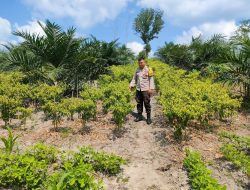 Dukung Ketahanan Pangan, Bhabinkamtibmas Desa Pongok Tinjau Kebun Perkarangan Bergizi Milik Warga