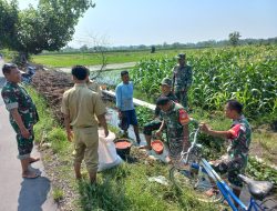 Koramil Sawit Dampingi Petani Jatirejo Laksanakan Pemupukan untuk Tingkatkan Hasil Panen