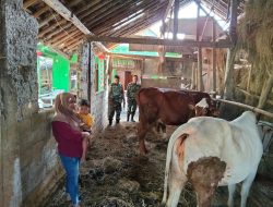 Babinsa Cek Kesehatan Sapi Milik Warga, Pastikan Produktivitas Terjaga