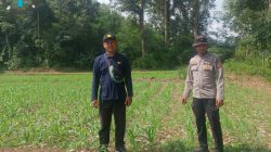 Bintara penggerak cek progres pertumbuhan Tanaman jagung Di Desa Tiang Tanjung