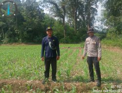 Bintara penggerak cek progres pertumbuhan Tanaman jagung Di Desa Tiang Tanjung