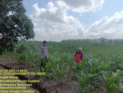 Rutin Cek Tanaman Jagung, Pastikan Tumbuh Dalam Keadaan Bagus