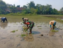 Ketersediaan Air Mumpuni, Babinsa Desa Maron Ajak Petani Percepat Masa Tanam Kedua
