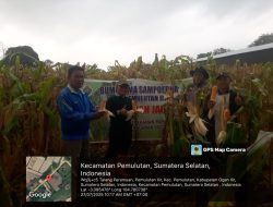 Polsek Pemulutan dan Kelompok Tani Desa Pemulutan Ilir Panen Jagung Dukung Program Ketahanan Pangan Nasional