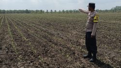 Pastikan Tanaman Jagung Tumbuh Dengan Baik, Aipda Puguh Wirawan Cek Lahan Jagung