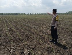 Pastikan Tanaman Jagung Tumbuh Dengan Baik, Aipda Puguh Wirawan Cek Lahan Jagung
