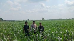 Rutin Cek Tanaman Jagung, Aipda Bayu Oktriandi Pastikan Tanaman Tumbuh Dengan Baik