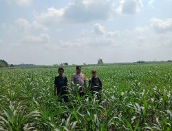 Rutin Cek Tanaman Jagung, Aipda Bayu Oktriandi Pastikan Tanaman Tumbuh Dengan Baik