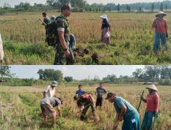 Gropyok Tikus, Babinsa Bersama Warga Desa Kemusu Lindungi Tanaman Padi