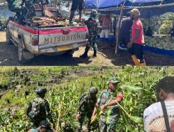 Swasembada Pangan Satgas Yonif 521/DY Membantu Panen Jagung Masyarakat di Distrik Kelila
