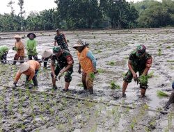 Babinsa Menanam Padi di Tengah Panas dan Lumpur