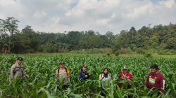 Kapolsek Pantau progres pertumbuhan jagung di demplot rajawali Polsek Mempawah Hulu