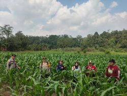 Kapolsek Pantau progres pertumbuhan jagung di demplot rajawali Polsek Mempawah Hulu
