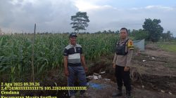 Sukseskan Program Ketahanan Pangan Nasional, Aipda Hengky Pandapotan Tinjau Lahan Jagung