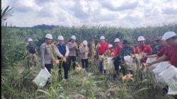 Polres Banyuasin dan PT.Agro Palindo Sakti Panen Jagung Perdana Dukung Ketahanan Pangan Nasional