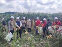 Polres Banyuasin dan PT.Agro Palindo Sakti Panen Jagung Perdana Dukung Ketahanan Pangan Nasional