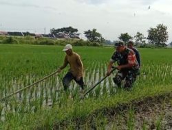 Babinsa Berperan Aktif Membantu Petani Penyiangan Gulma