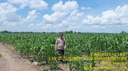 Bripka Haerul Saleh Ingatkan Petani Tanaman Jagung Perlu Perhatian Khusus