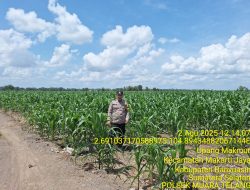 Bripka Haerul Saleh Ingatkan Petani Tanaman Jagung Perlu Perhatian Khusus