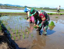Babinsa Koramil 0818/15 Dampit Dampingi Petani Tanam Padi, Wujud Sinergi Ketahanan Pangan