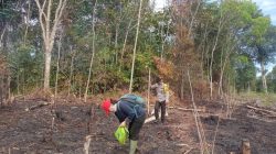 Penanaman Jagung Serentak di Mandor, Dukung Program Ketahanan Pangan Nasional